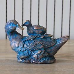 Pato con cría azul cobrizo